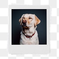 Labrador Retriever png dog sticker, pet portrait, instant photo image on transparent background