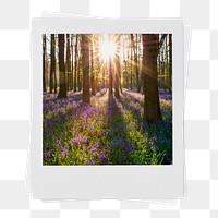 Lavender forest png instant photo sticker, Spring aesthetic image on transparent background