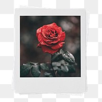 Valentine's rose png instant photo sticker, red flower aesthetic transparent background