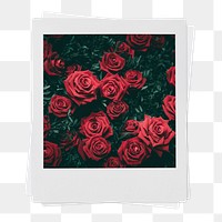 Valentine's roses png instant photo sticker, red flower aesthetic transparent background