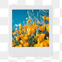 Tulip field png sticker, aesthetic instant photo, wildflowers during Spring on transparent background