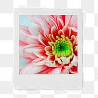 Pink chrysanthemum png flower sticker, instant photo aesthetic on transparent background