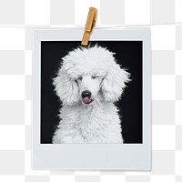 Poodle dog png sticker, pet portrait, instant photo image on transparent background