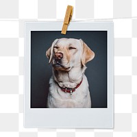 Labrador Retriever png dog sticker, pet portrait, instant photo image on transparent background