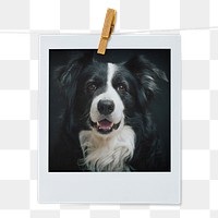 Shepherd dog png sticker, pet portrait, instant photo image on transparent background