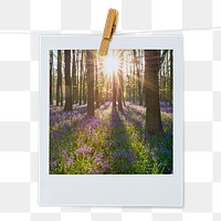 Lavender forest png instant photo sticker, Spring aesthetic image on transparent background