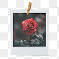 Valentine's rose png instant photo sticker, red flower aesthetic transparent background