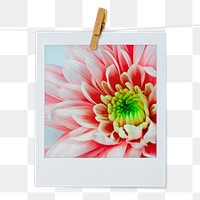 Pink chrysanthemum png flower sticker, instant photo aesthetic on transparent background