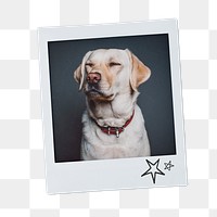 Labrador Retriever png dog sticker, pet portrait, instant photo image on transparent background