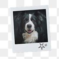 Shepherd dog png sticker, pet portrait, instant photo image on transparent background