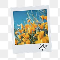 Tulip field png sticker, aesthetic instant photo, wildflowers during Spring on transparent background