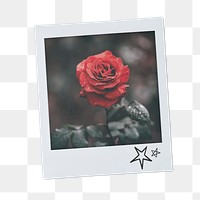 Valentine's rose png instant photo sticker, red flower aesthetic transparent background