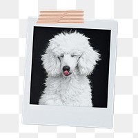 Poodle dog png sticker, pet portrait, instant photo image on transparent background