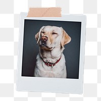 Labrador Retriever png dog sticker, pet portrait, instant photo image on transparent background