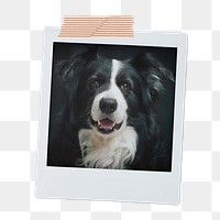 Shepherd dog png sticker, pet portrait, instant photo image on transparent background