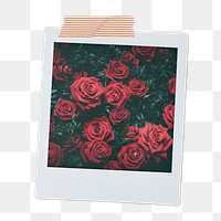 Valentine's roses png instant photo sticker, red flower aesthetic transparent background