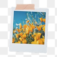 Tulip field png sticker, aesthetic instant photo, wildflowers during Spring on transparent background
