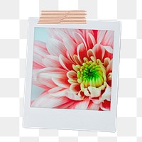 Pink chrysanthemum png flower sticker, instant photo aesthetic on transparent background