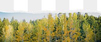 Forest png, ripped paper border, transparent background