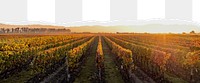 Grape field png ripped paper border, transparent background