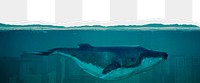 Whale png ripped paper border, transparent background