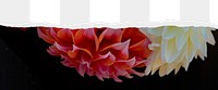 Dahlias flower png, ripped paper border, transparent background