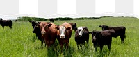 Cow ranch png ripped paper border, transparent background