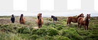 Horse ranch png ripped paper border, transparent background