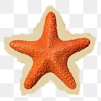 Starfish png sticker, ripped paper, transparent background