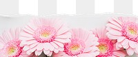 Pink daisy png ripped paper border, transparent background