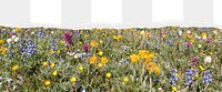 Wildflower png ripped paper border, transparent background