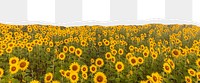 Sunflower field png ripped paper border, transparent background