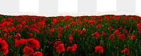 Red poppies png ripped paper border, transparent background