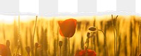 Red poppies png ripped paper border, transparent background