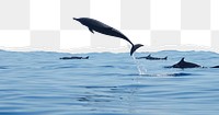 Dolphins png ripped paper border, transparent background