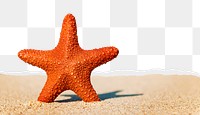 Starfish png ripped paper border, transparent background