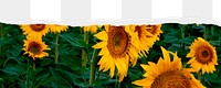 Sunflower field png ripped paper border, transparent background