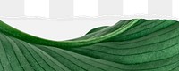 Green leaf png ripped paper border, transparent background