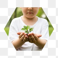 Growing sprout png in cupping hands badge sticker, forestation photo in hexagon shape, transparent background