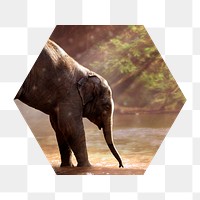 Png elephant by the lake badge sticker, wildlife photo in hexagon shape, transparent background