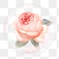 Pink rose png sticker, flower in bubble, Spring concept art, transparent background