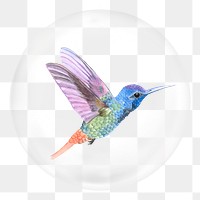 Colorful hummingbird png sticker, animal in bubble, transparent background