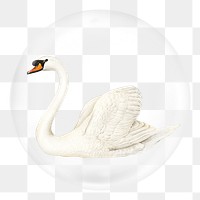 Beautiful swan png sticker, animal in bubble, transparent background