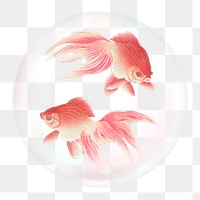 Swimming goldfish png sticker, animal in bubble, transparent background