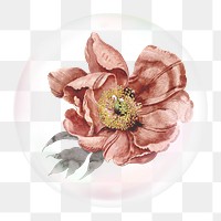 Dry flower png bubble sticker, Autumn concept art, transparent background