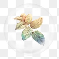 Autumn leaf png branch sticker, botanical illustration in bubble, transparent background