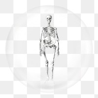 Human skeleton png sticker, vintage anatomy in bubble, transparent background