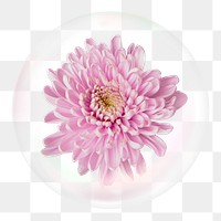 Pink chrysanthemum png sticker, flower in bubble, Spring concept art, transparent background