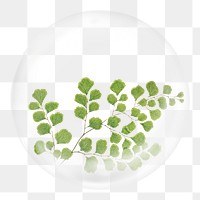 Png gingko leaf branch sticker, botanical illustration in bubble, transparent background