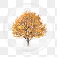 Autumn tree png sticker, watercolor nature illustration in bubble, transparent background